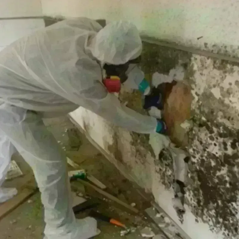 Mold Remediation and Removal in Johnsonville, TN